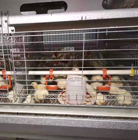 �r�u�O���Q����